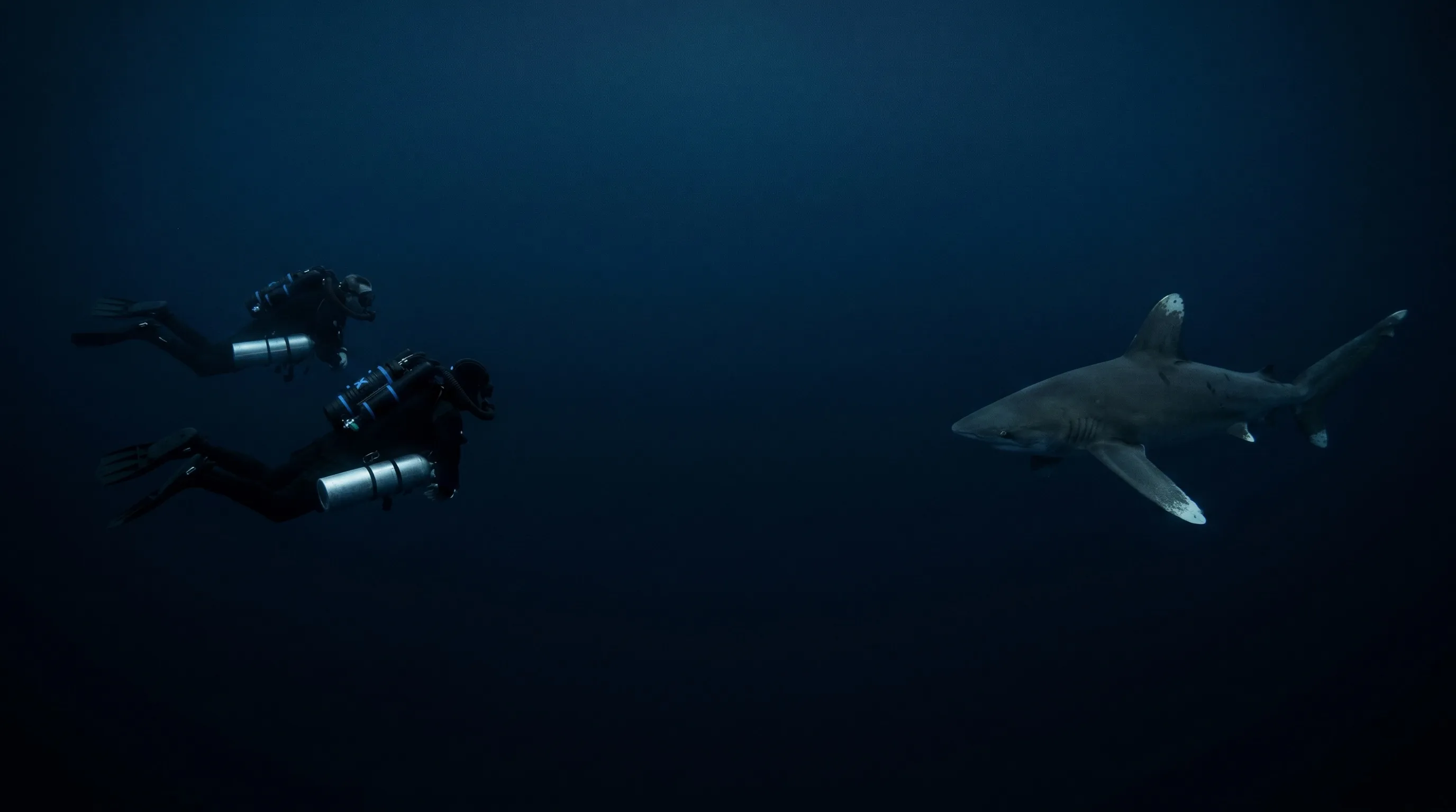 Deux plongeurs recycleur XCCR à plat par cent vingt mètres dans la pénombre, face à un requin longimane qui croise de l’autre côté du bleu profond